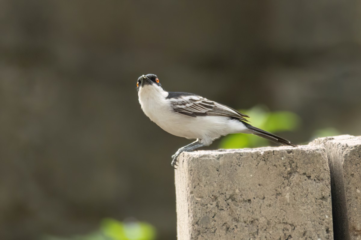 Gambia Pofuduksırtı - ML645850042