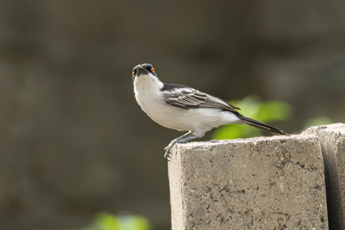 Gambia Pofuduksırtı - ML645850043