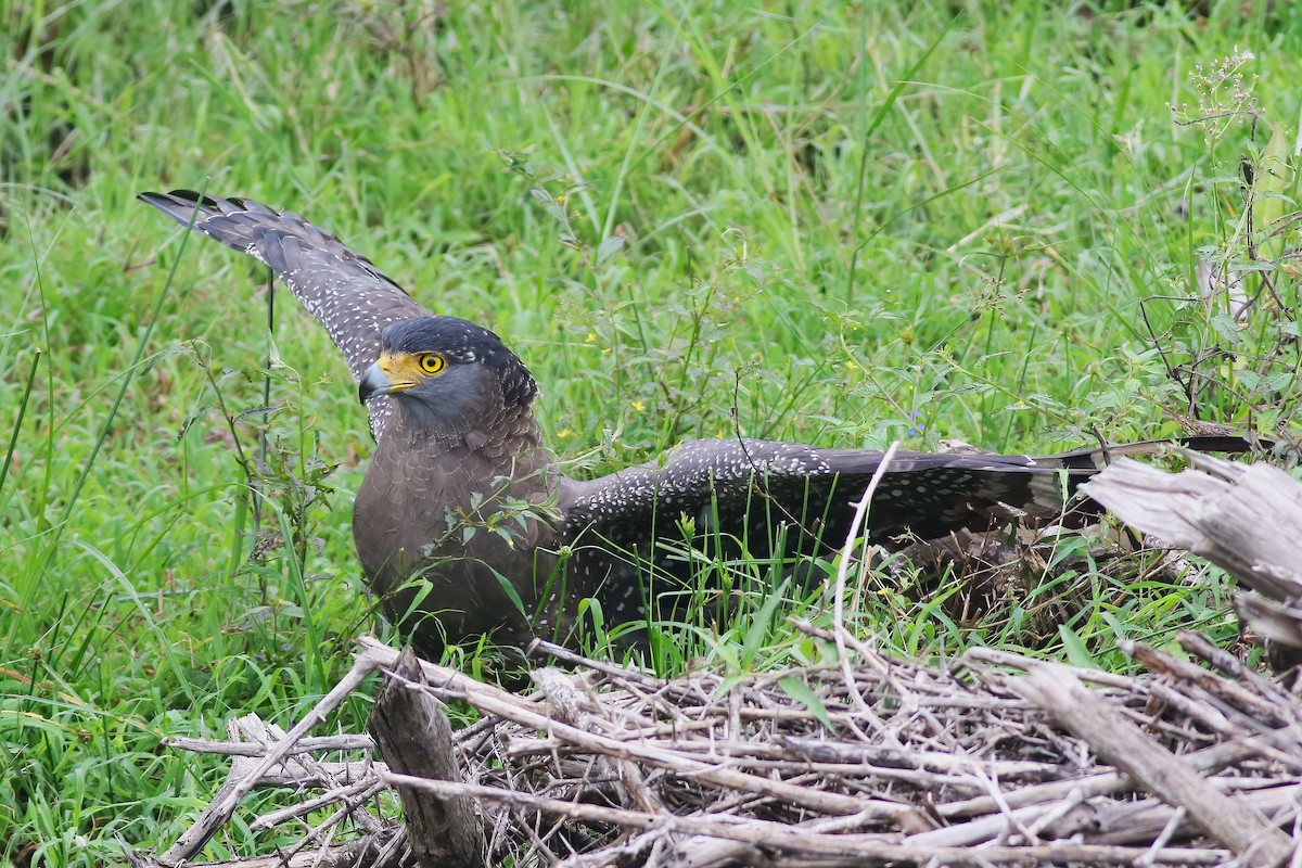 Tepeli Yılan Kartalı - ML645850044