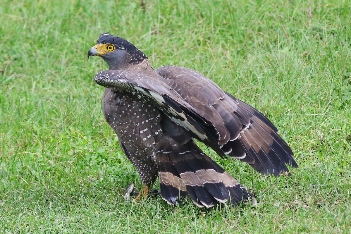 Tepeli Yılan Kartalı - ML645850048