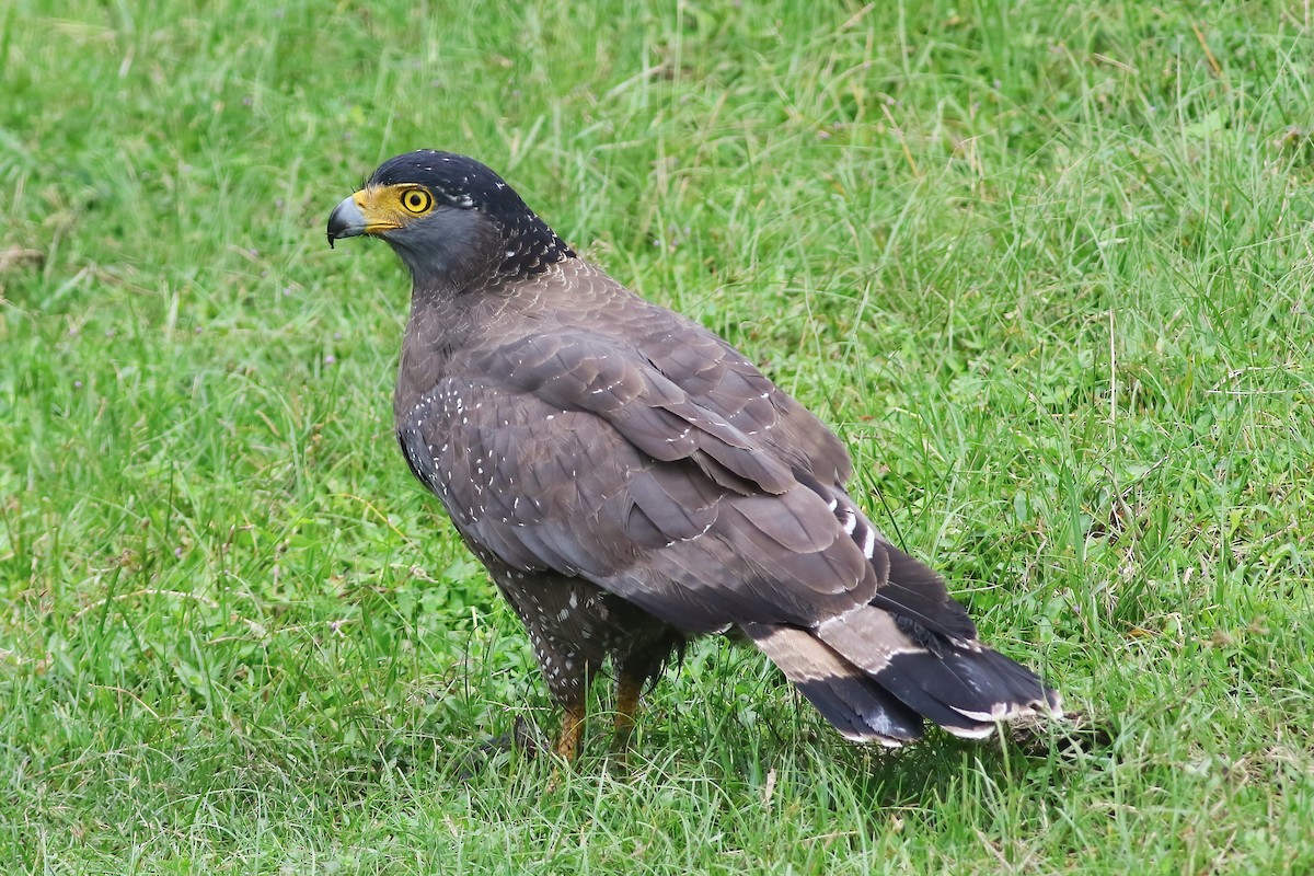 Tepeli Yılan Kartalı - ML645850049