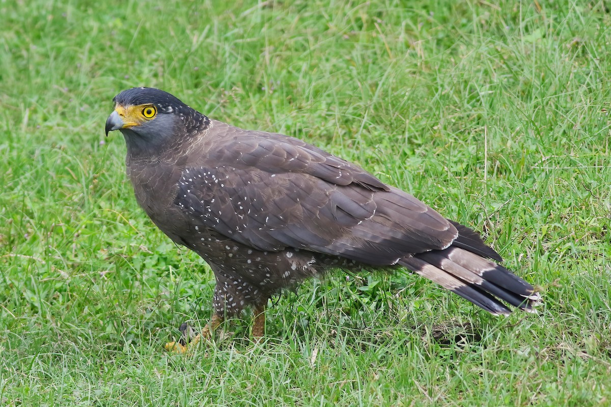 Tepeli Yılan Kartalı - ML645850050