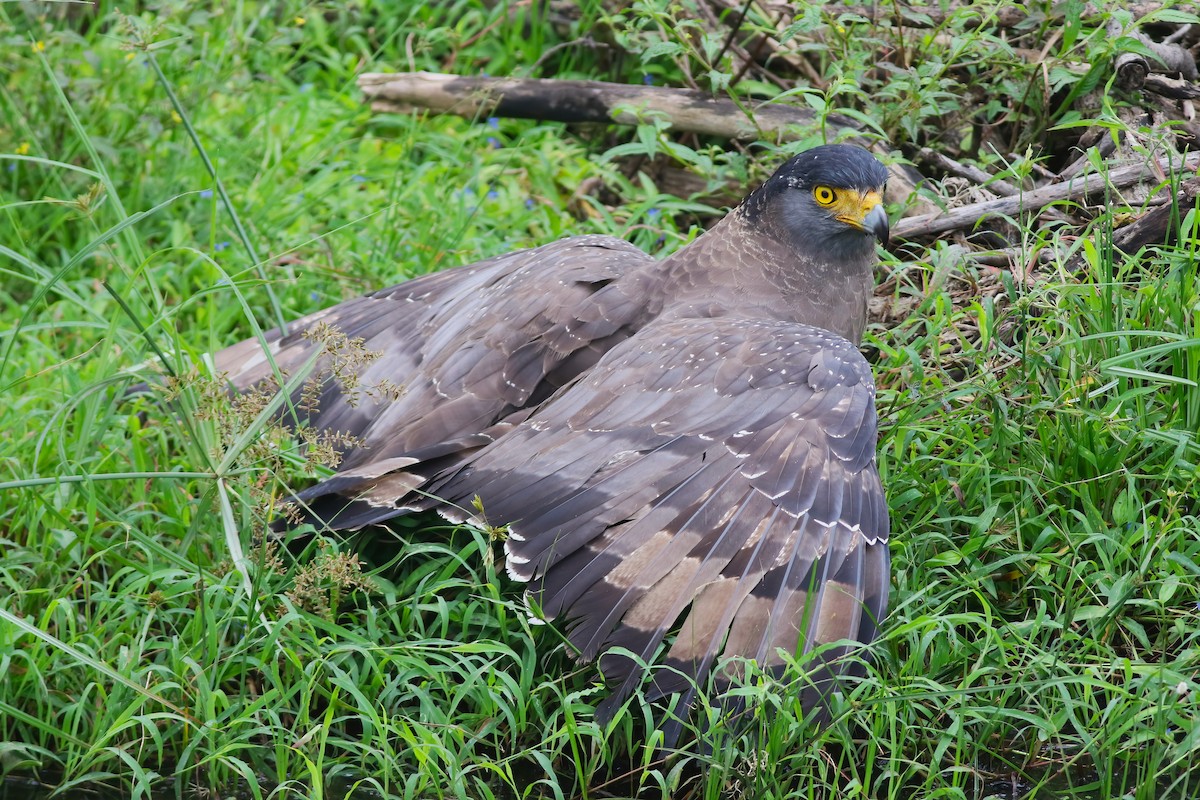 Tepeli Yılan Kartalı - ML645850051