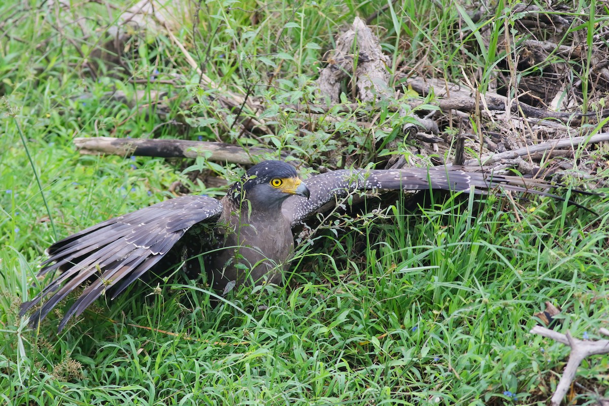 Tepeli Yılan Kartalı - ML645850052