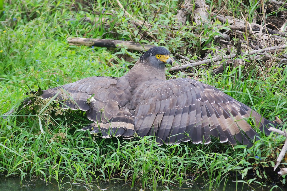 Tepeli Yılan Kartalı - ML645850053