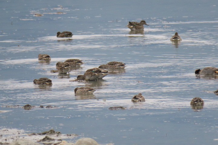 Çamurcun - ML645850055