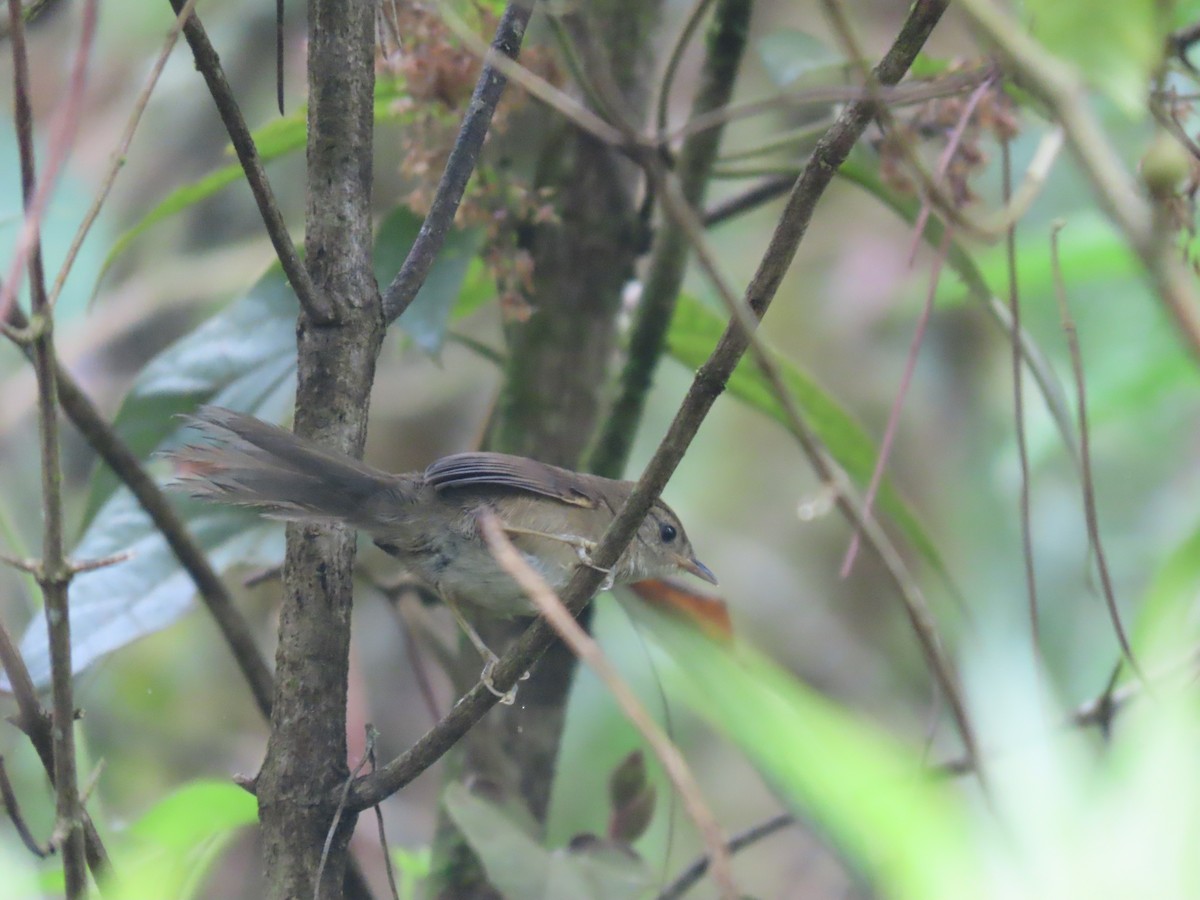 Spix's Spinetail - ML645850059