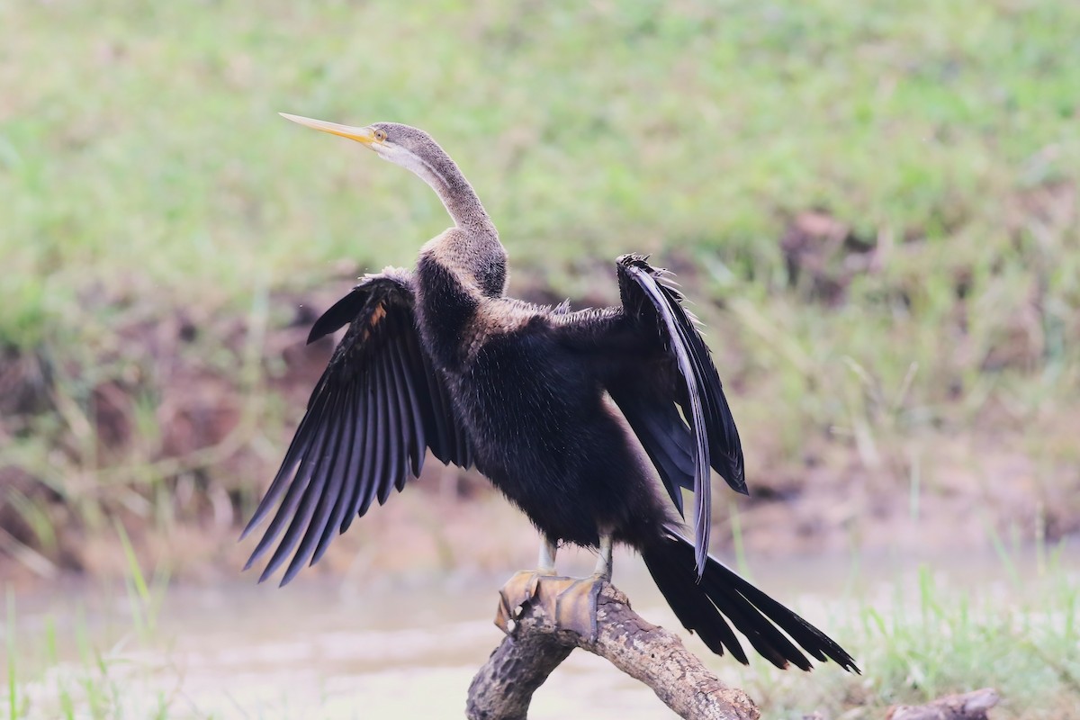 orientslangehals - ML645850065