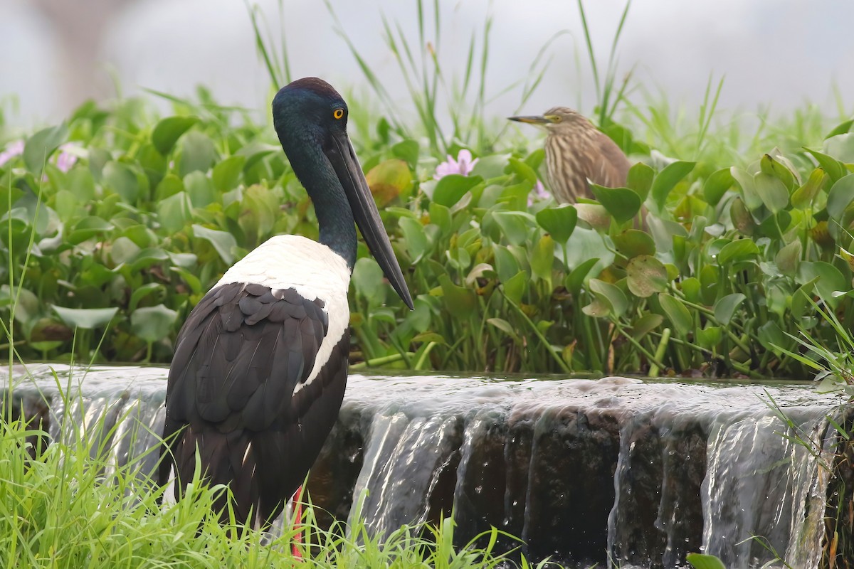 čáp černokrký - ML645850067