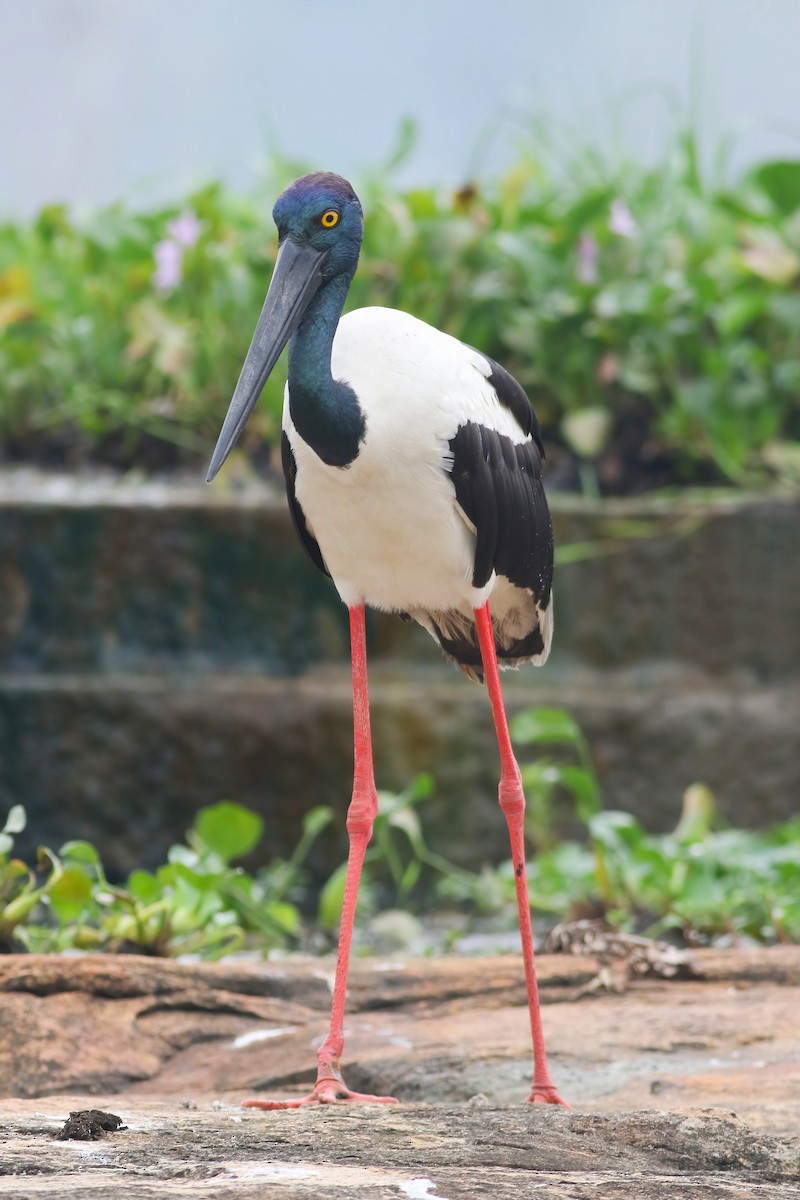 čáp černokrký - ML645850068