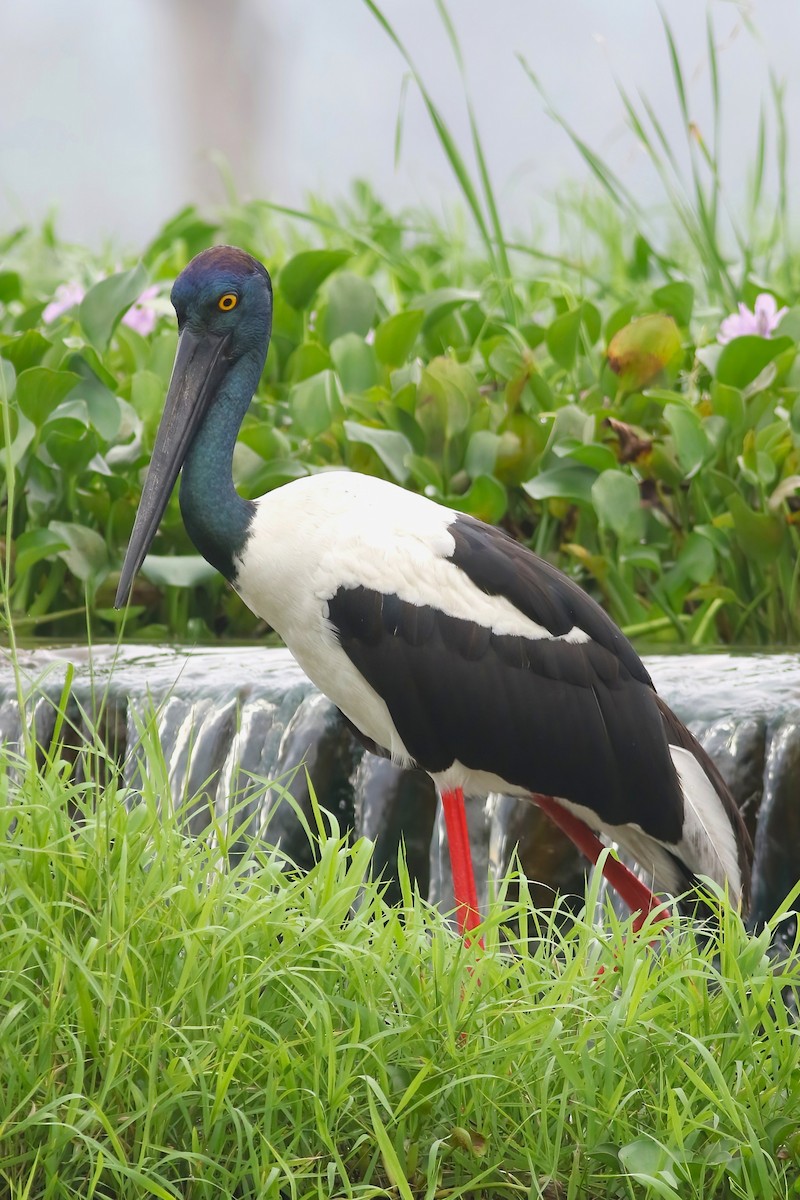 čáp černokrký - ML645850069