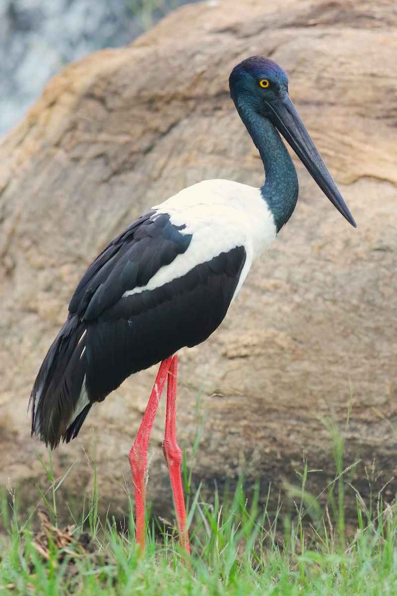 čáp černokrký - ML645850070