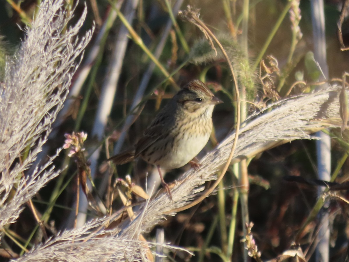 Lincoln's Sparrow - ML645850088