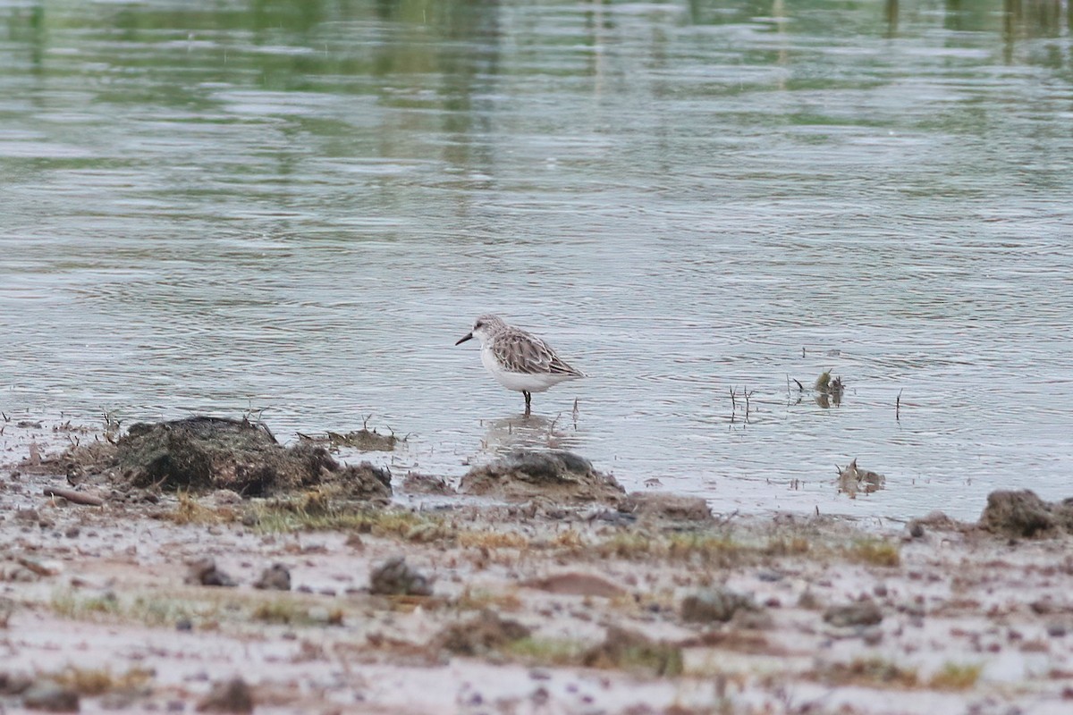 Little Stint - ML645850089