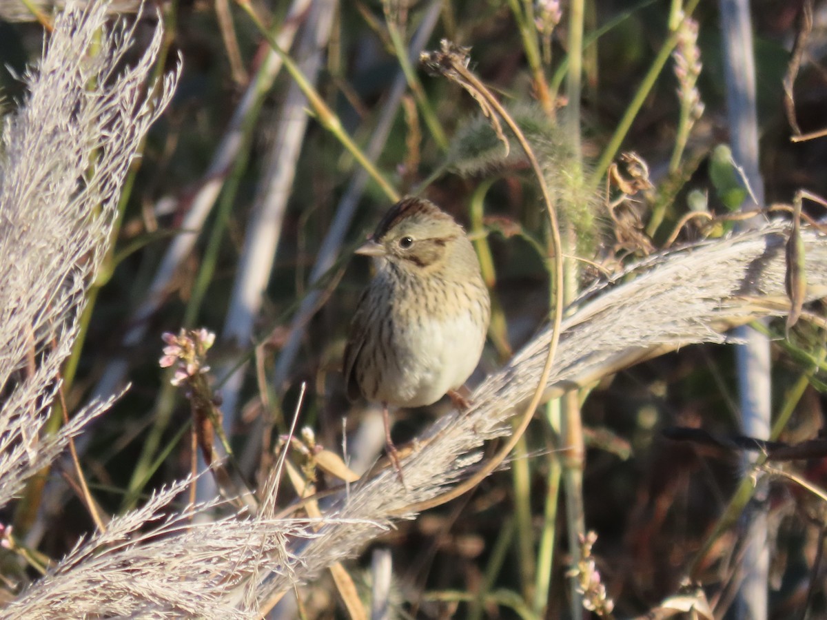 Lincoln's Sparrow - ML645850090