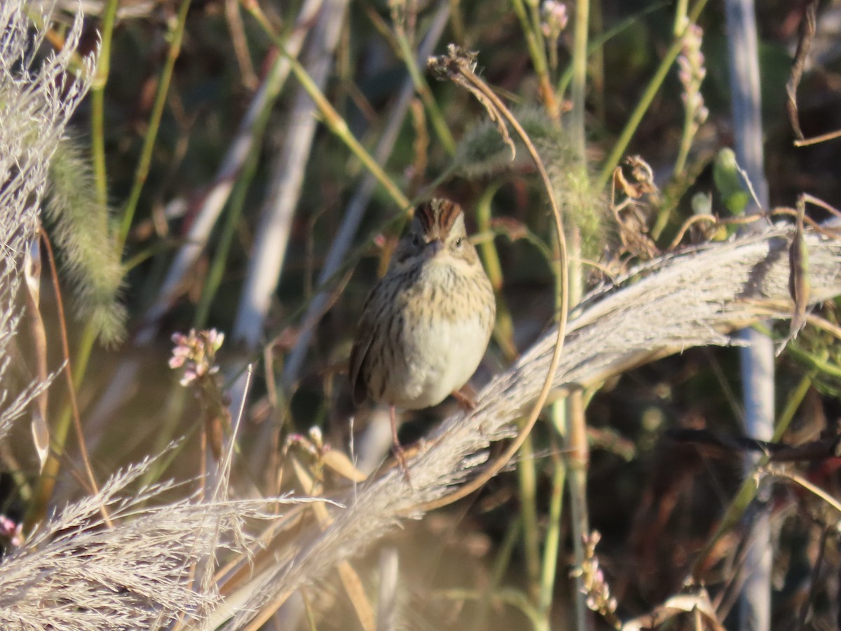 Lincoln's Sparrow - ML645850092