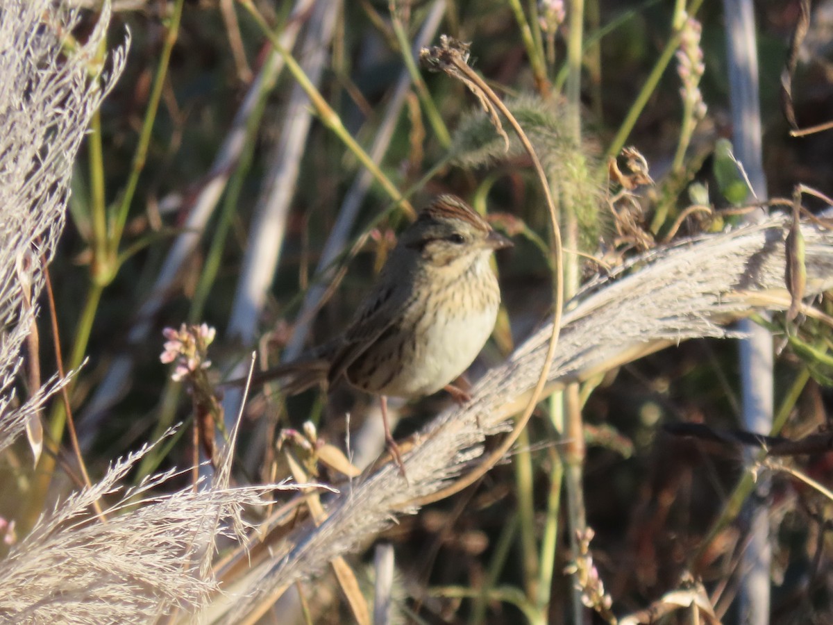 Lincoln's Sparrow - ML645850094