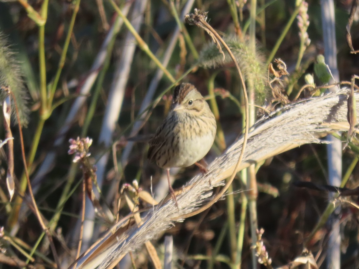 Lincoln's Sparrow - ML645850095