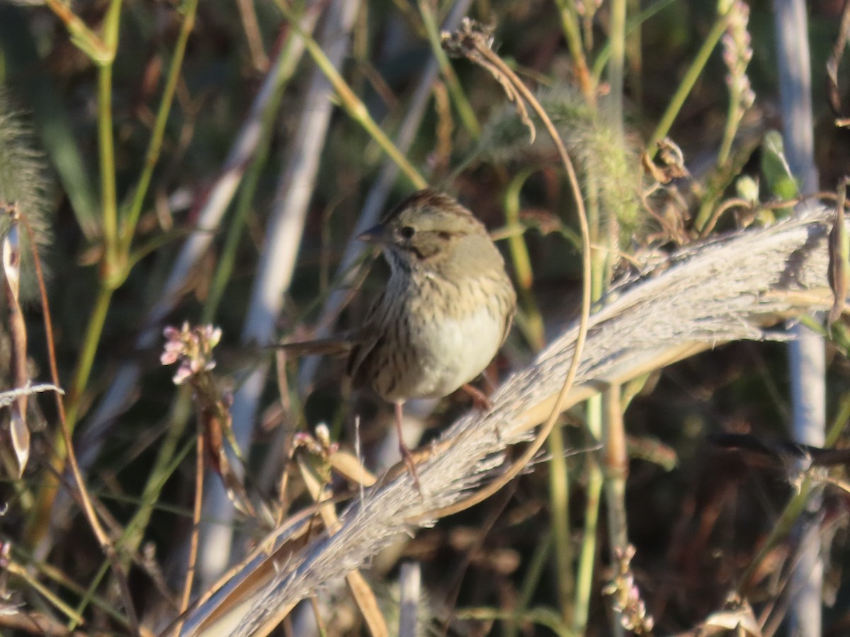Lincoln's Sparrow - ML645850096