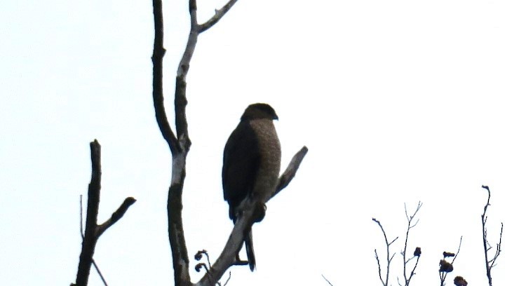 Cooper's Hawk - ML645850101