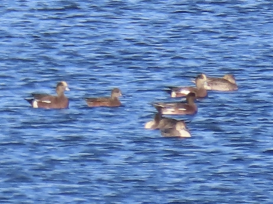 American Wigeon - ML645850102