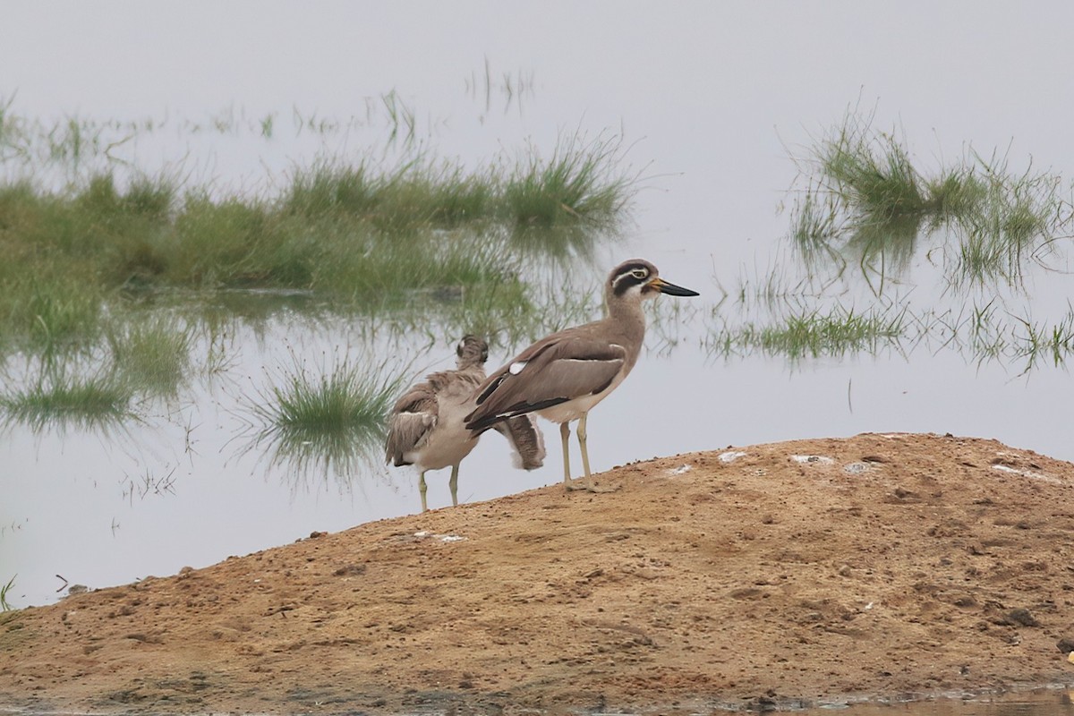 Grand Oedicnème - ML645850109