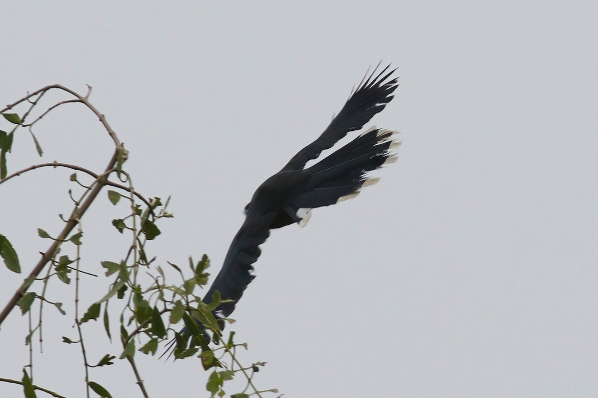 Blue-faced Malkoha - ML645850117