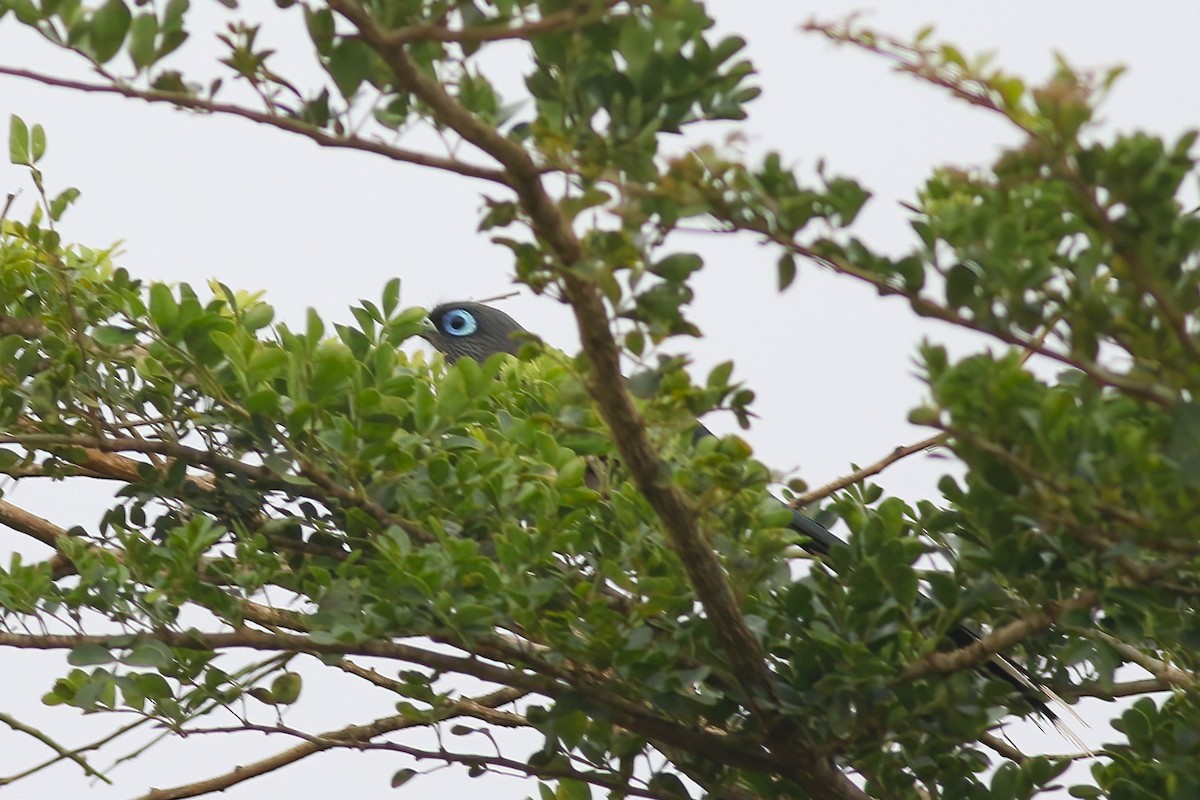 Blue-faced Malkoha - ML645850118