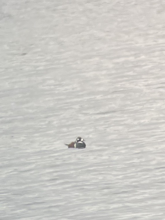 Harlequin Duck - ML645850144