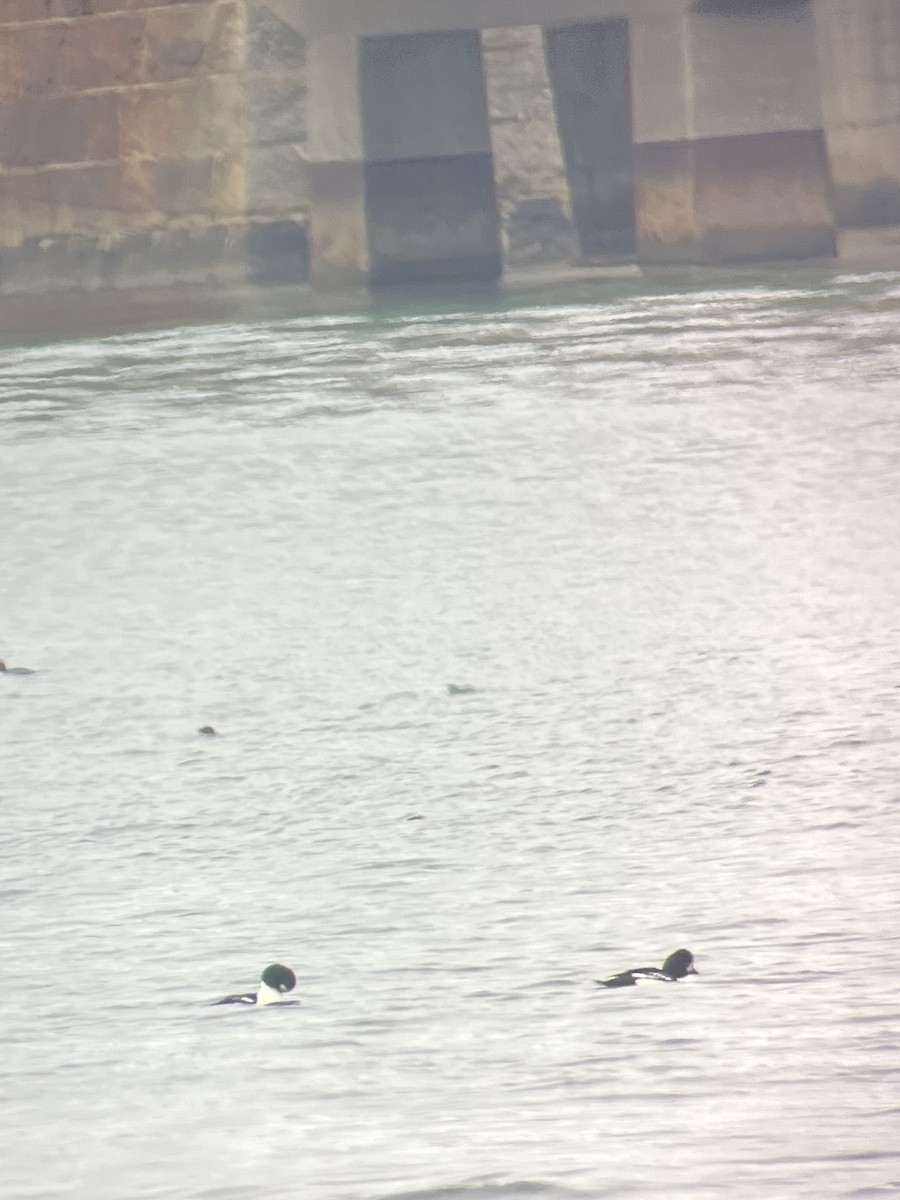 Barrow's Goldeneye - ML645850150