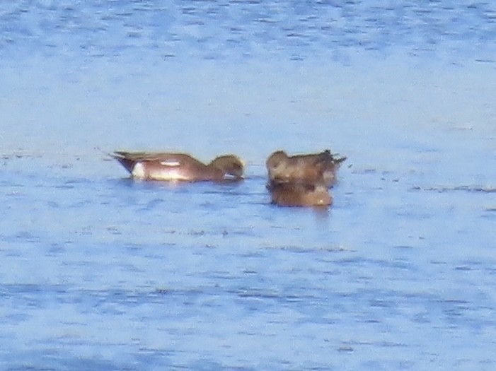 American Wigeon - ML645850151