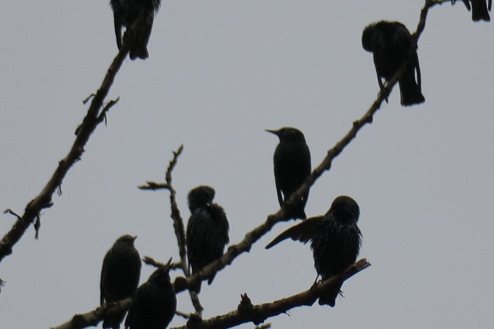 European Starling - ML645850156