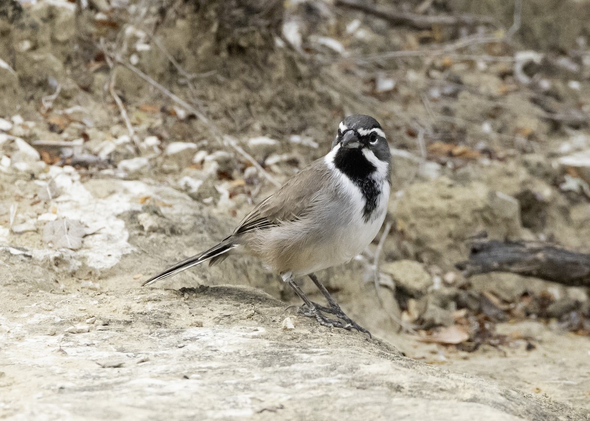 Black-throated Sparrow - ML645850160