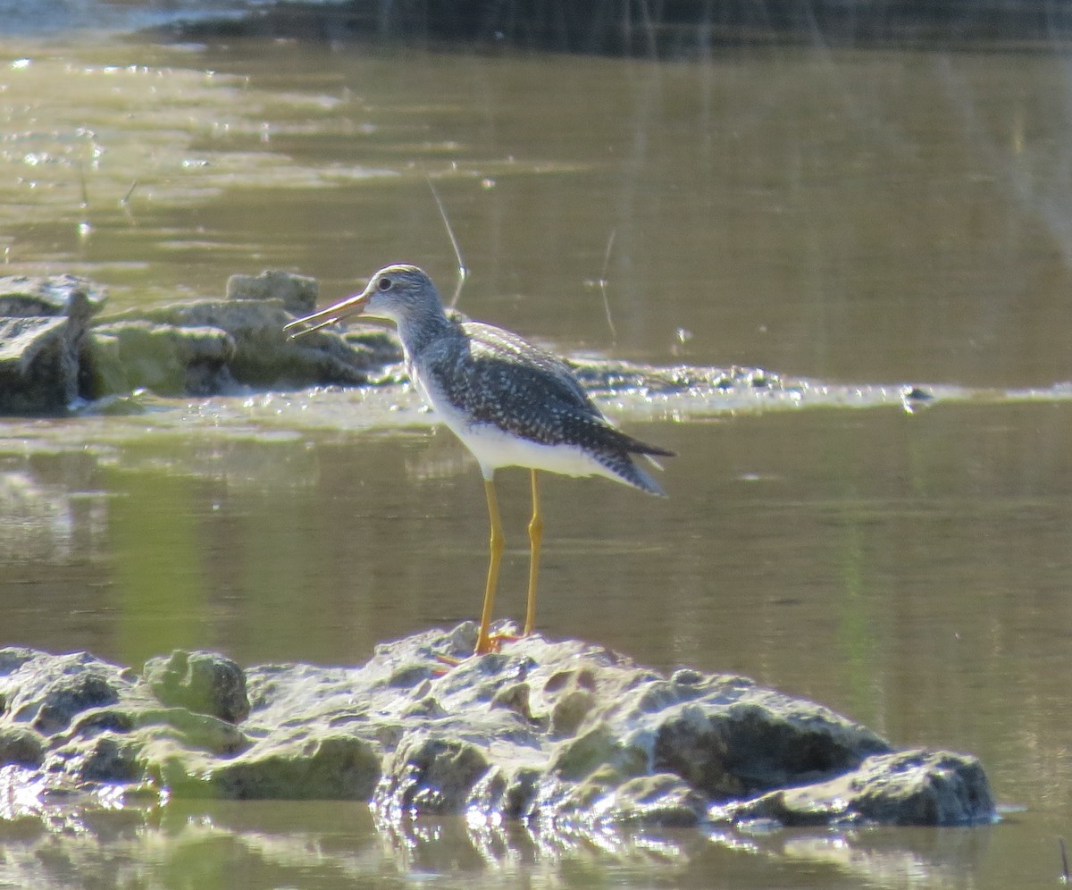 Greater Yellowlegs - ML645850162