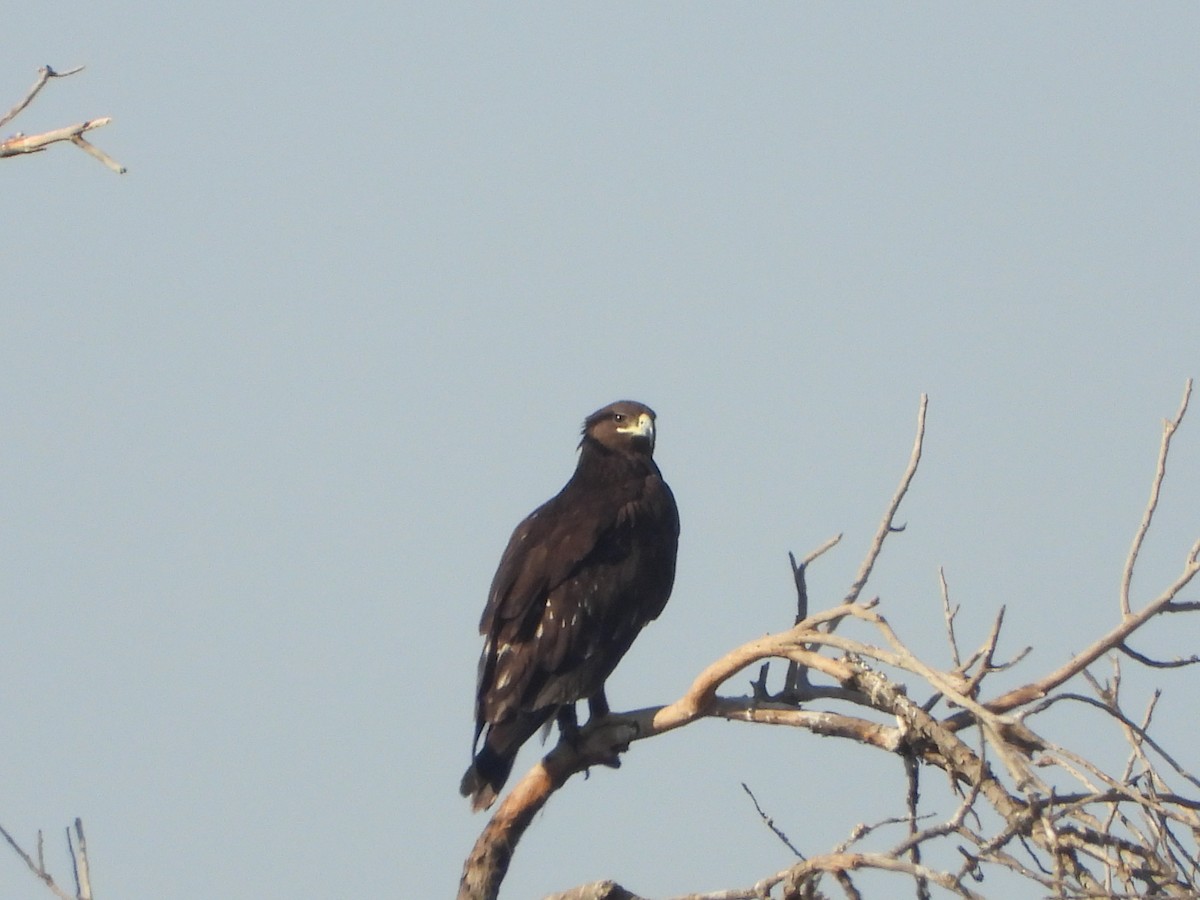Greater Spotted Eagle - ML645850163