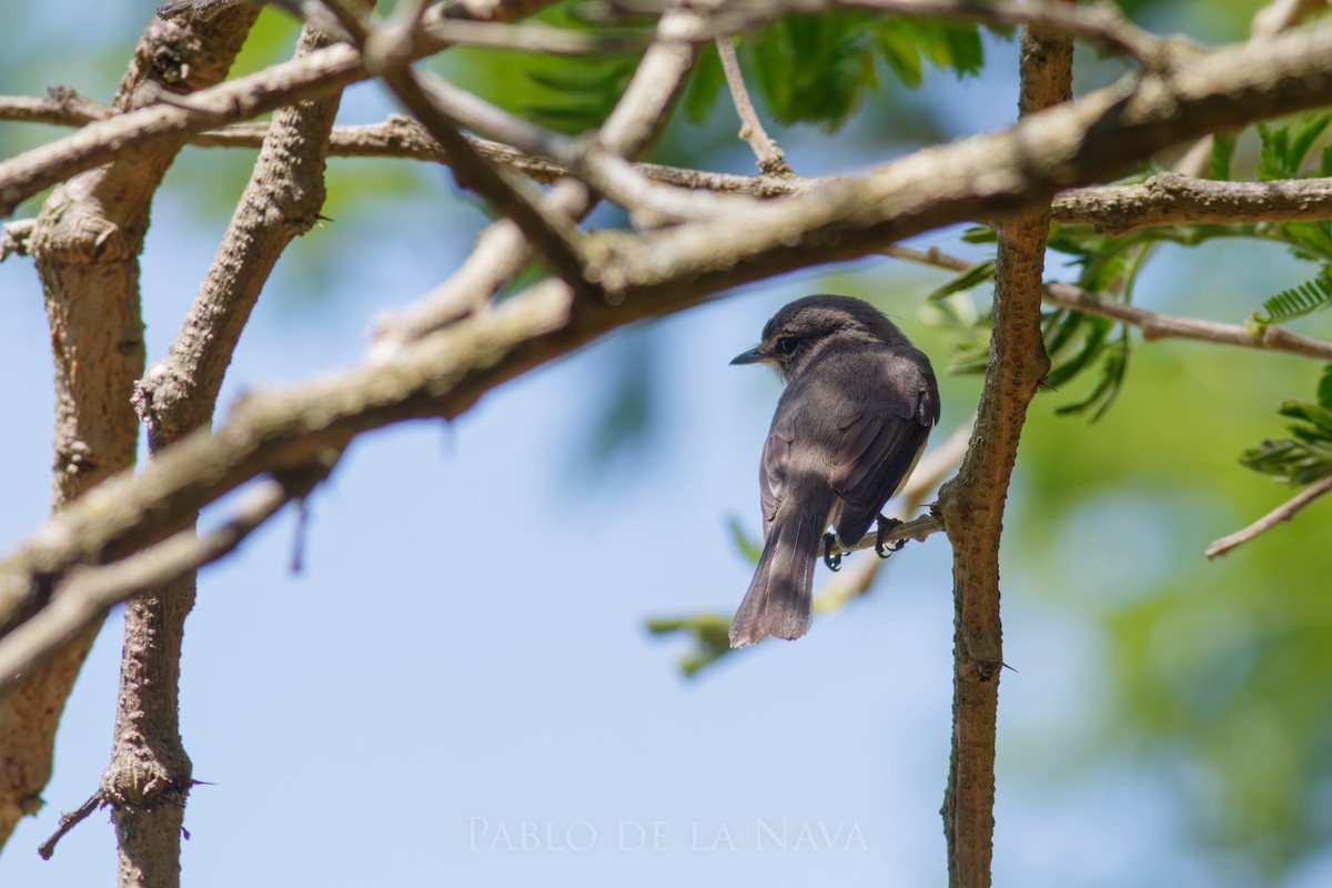 African Dusky Flycatcher - ML645850164