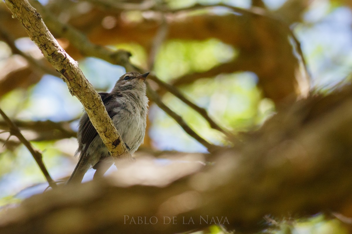 African Dusky Flycatcher - ML645850165
