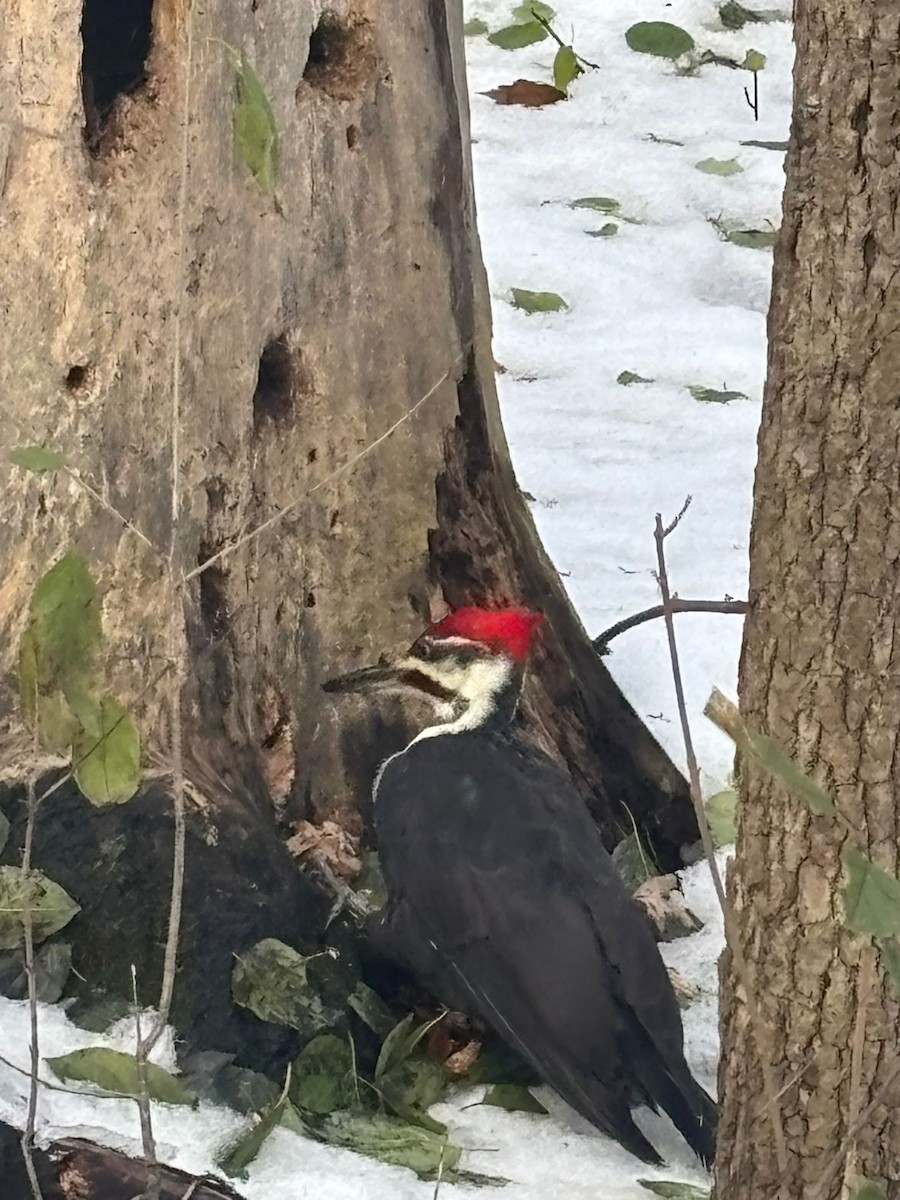 Pileated Woodpecker - ML645850166