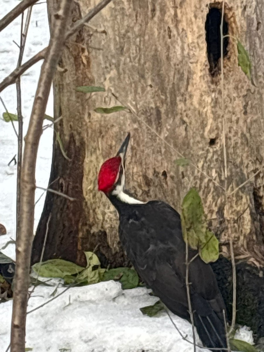 Pileated Woodpecker - ML645850167
