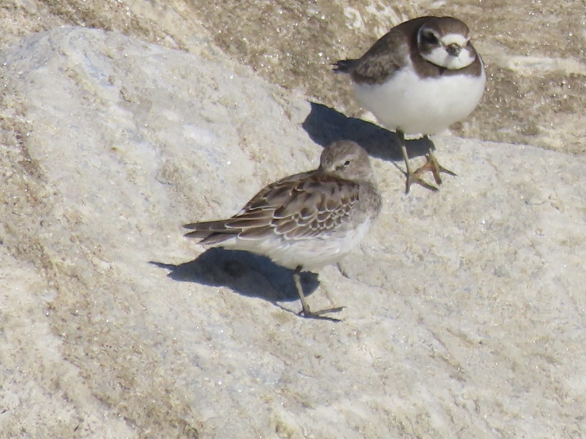 コシジロウズラシギ - ML645850173