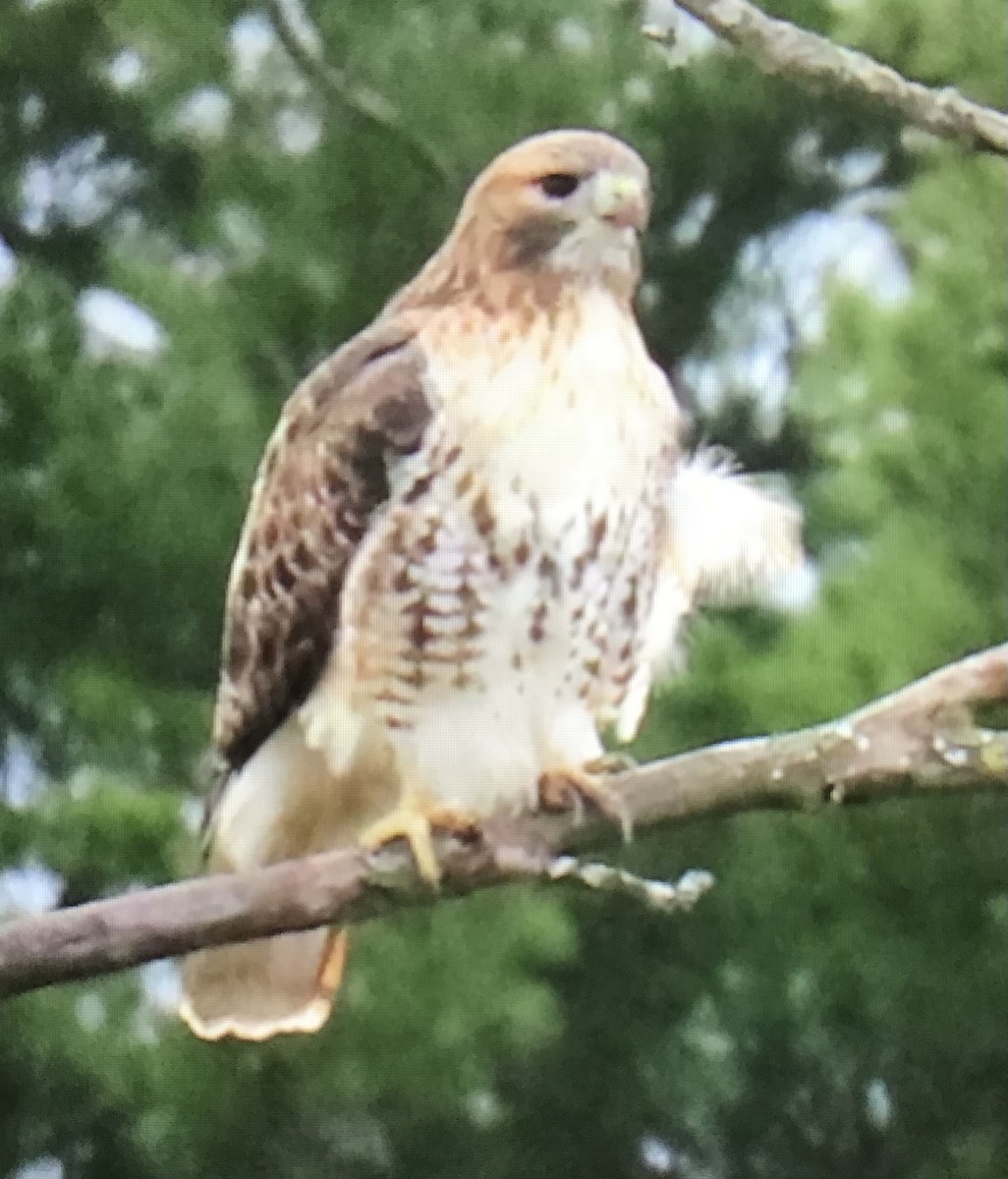Red-tailed Hawk - ML645850174