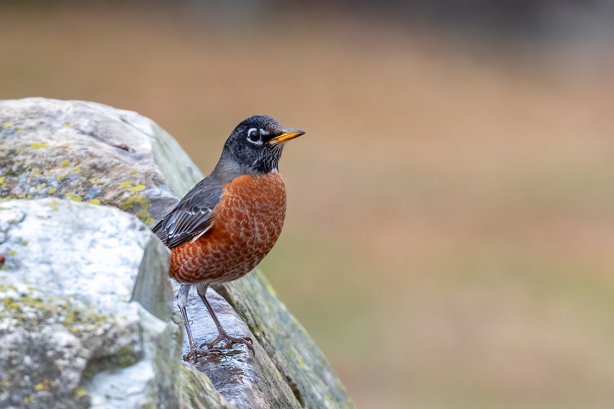 American Robin - ML645850176