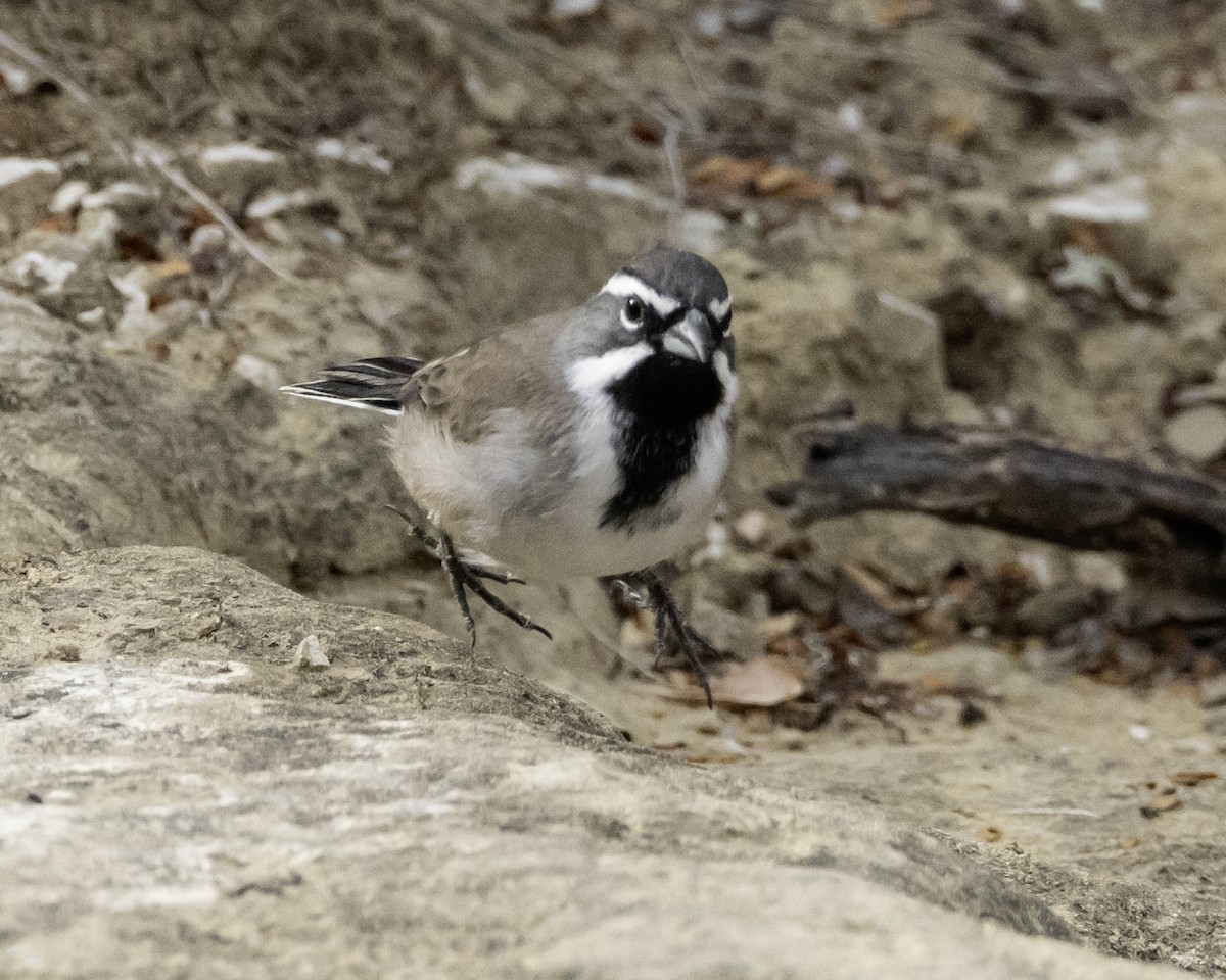 Black-throated Sparrow - ML645850179