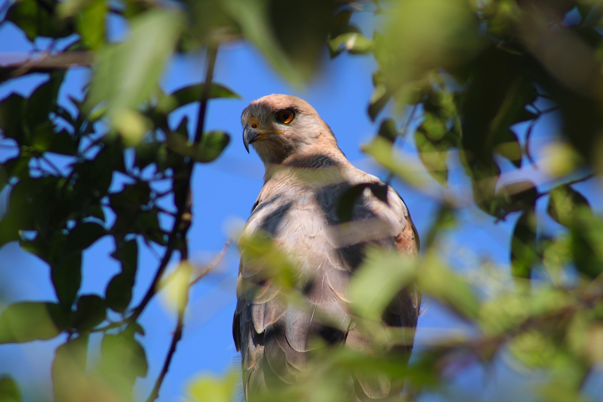 Savanna Hawk - ML645850182