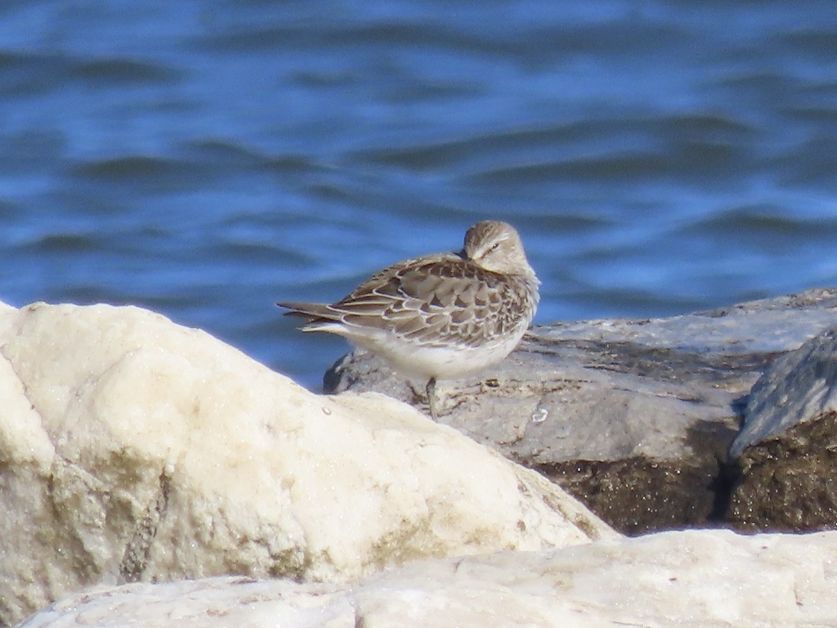 コシジロウズラシギ - ML645850183