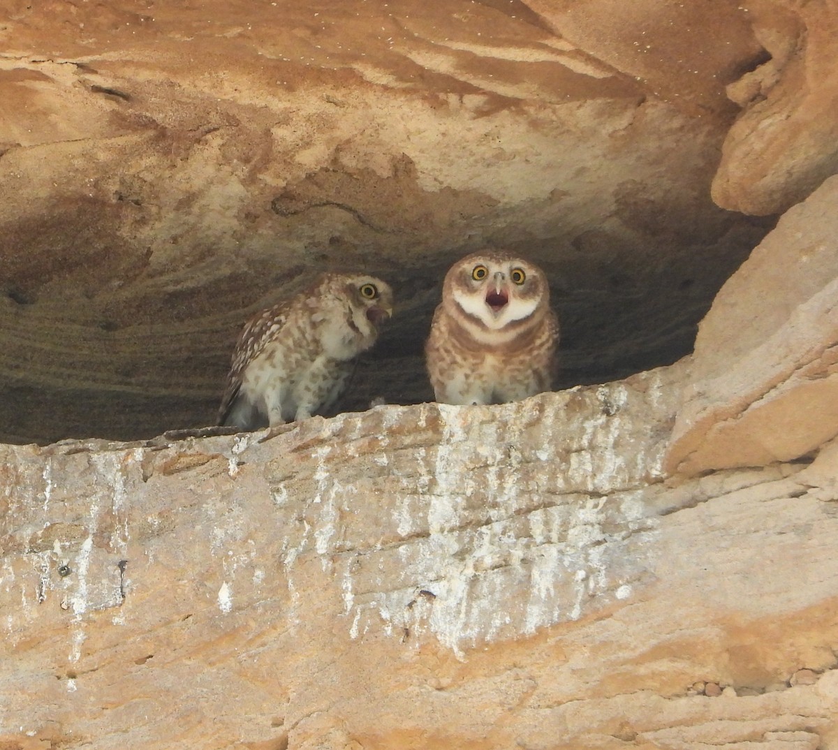 Spotted Owlet - ML645850184
