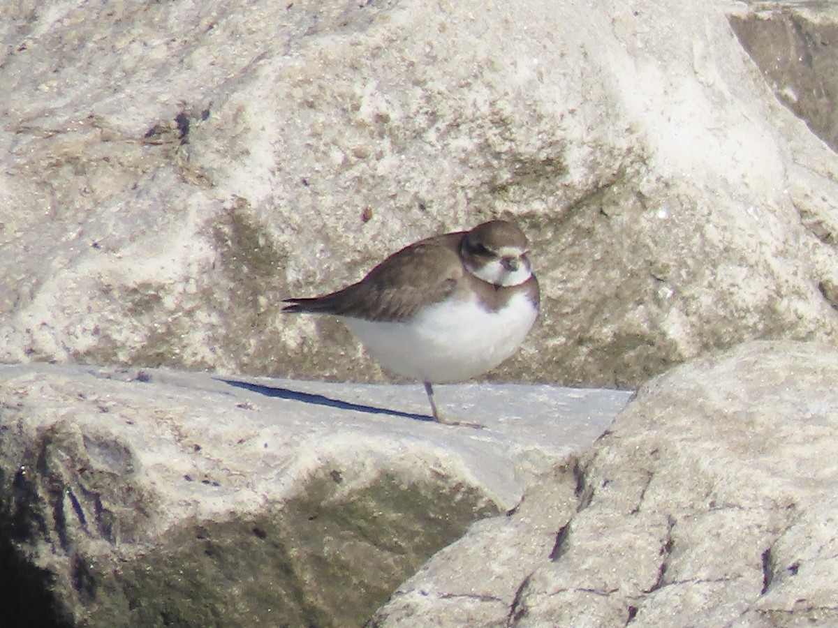 Semipalmated Plover - ML645850188