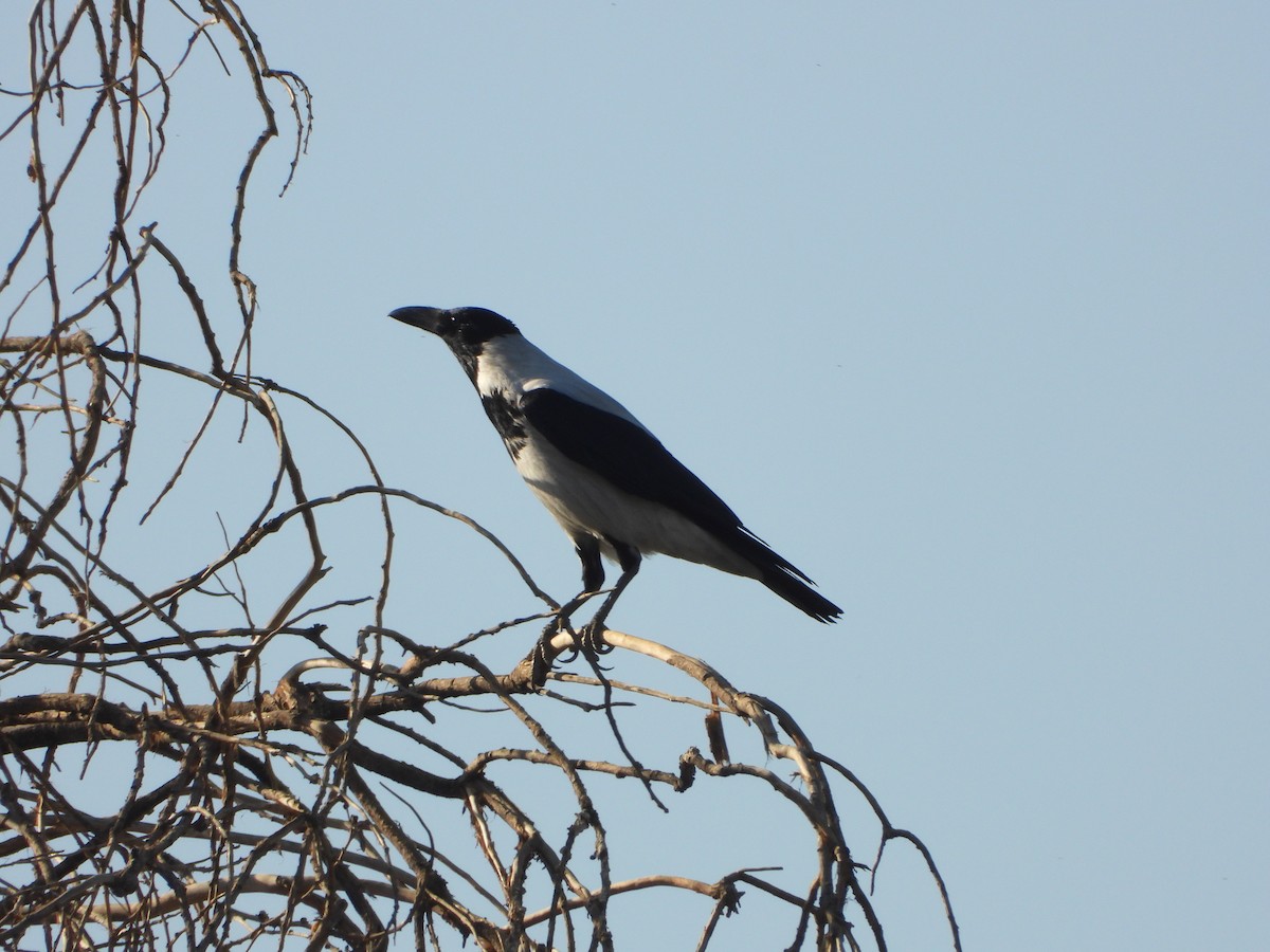 Hooded Crow (Mesopotamian) - ML645850192