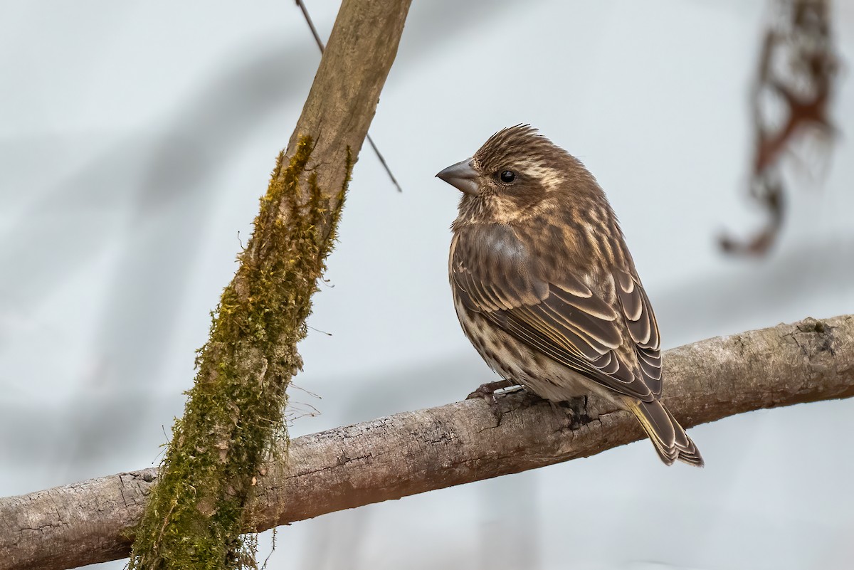 purpurfink - ML645850194