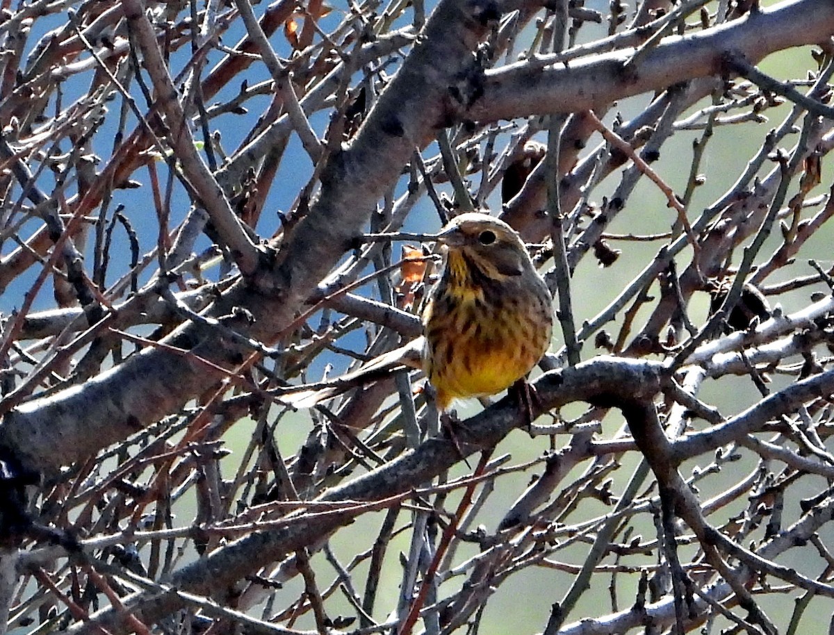 Алтан хөмрөг - ML645850201